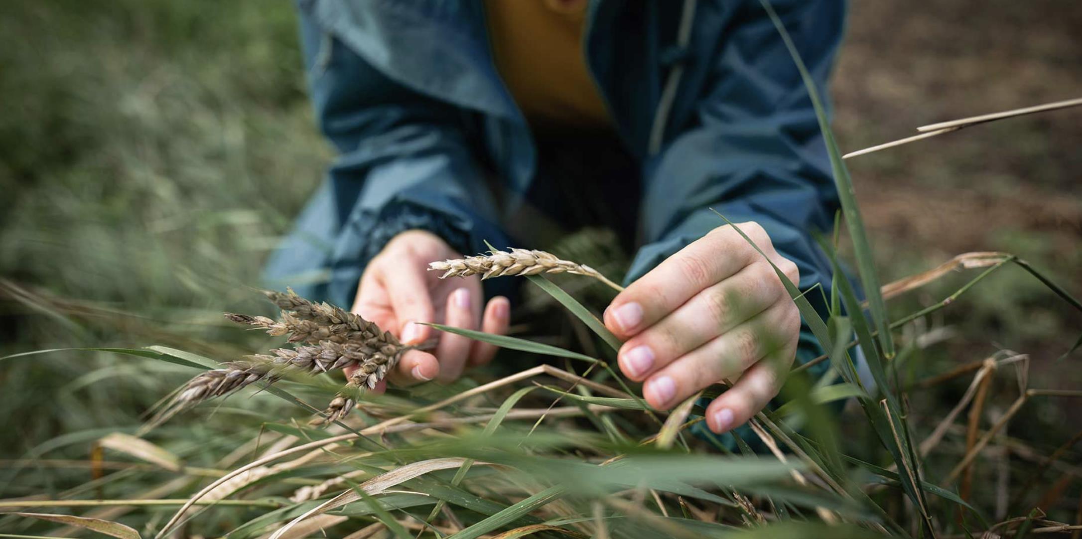 Launching a novel carbon credit program to engage future-focused farmers